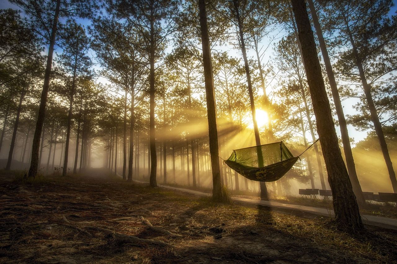 Amanecer en el Bosque